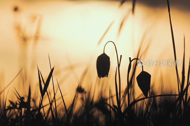 蛇头贝母(Fritillaria meleagris)在一个美丽的春天夕阳草场上